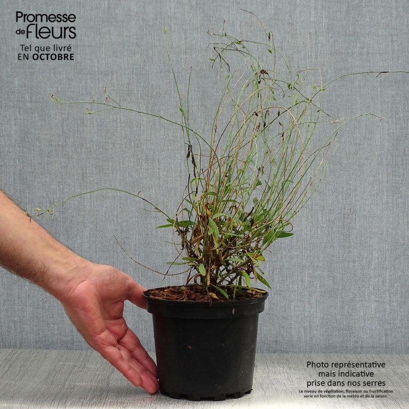 Amostra de Gaura lindheimeri Siskiyou Pink Vaso de 2 L/3 L tal como entregue no outono