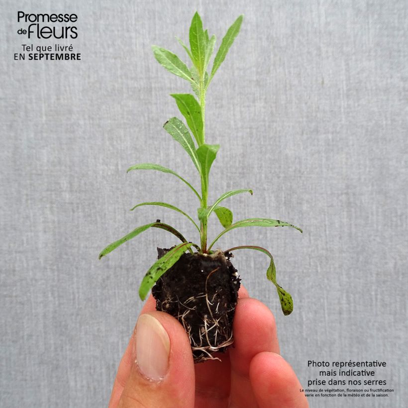 Amostra de Gaura lindheimeri Rosy Jane Mini-torrão Ø 3/4 cm tal como entregue no outono