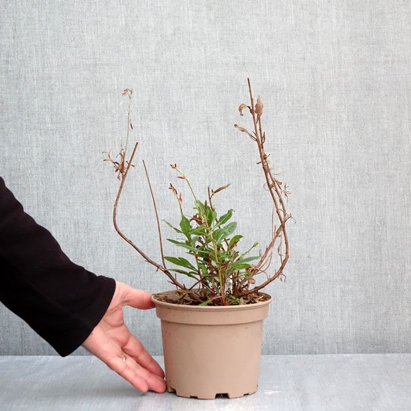 Amostra de Gaura lindheimeri Rosy Jane Vaso de 2 L/3 L tal como entregue no outono