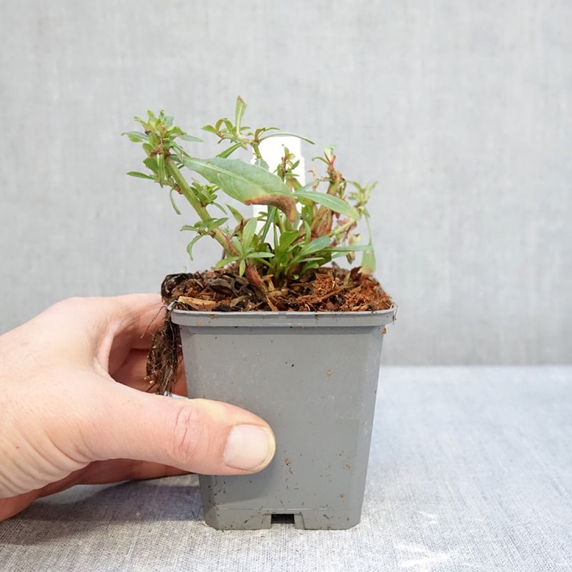 Amostra de Gaura lindheimeri Snowbird Vaso de 8/9 cm tal como entregue no inverno