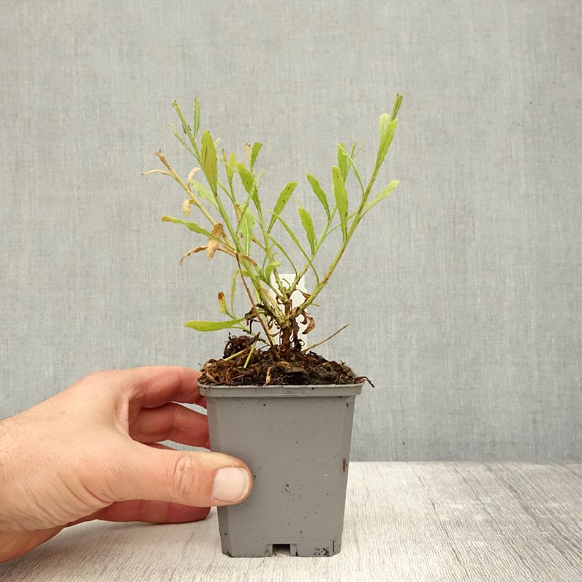 Amostra de Gaura lindheimeri Snowbird Vaso de 8/9 cm tal como entregue no outono