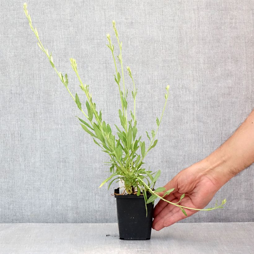 Amostra de Gaura lindheimeri Snowbird Vaso de 8/9 cm tal como entregue no verão