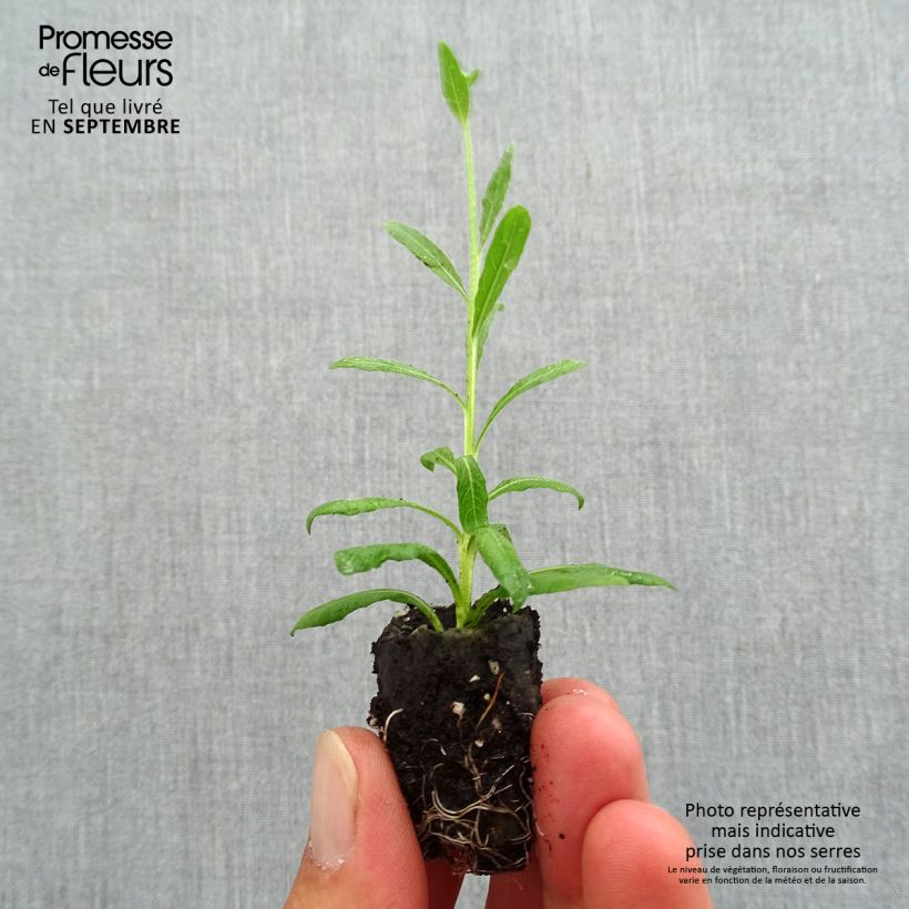 Amostra de Gaura lindheimeri Snowbird Mini-torrão Ø 3/4 cm tal como entregue no outono