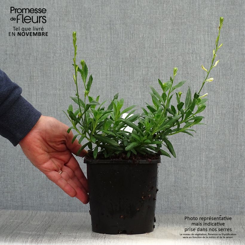 Amostra de Gaura lindheimeri Snowbird Vaso de 2 L/3 L tal como entregue no outono