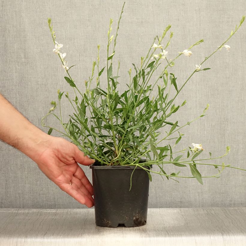 Amostra de Gaura lindheimeri Snowbird Vaso de 2 L/3 L tal como entregue no verão