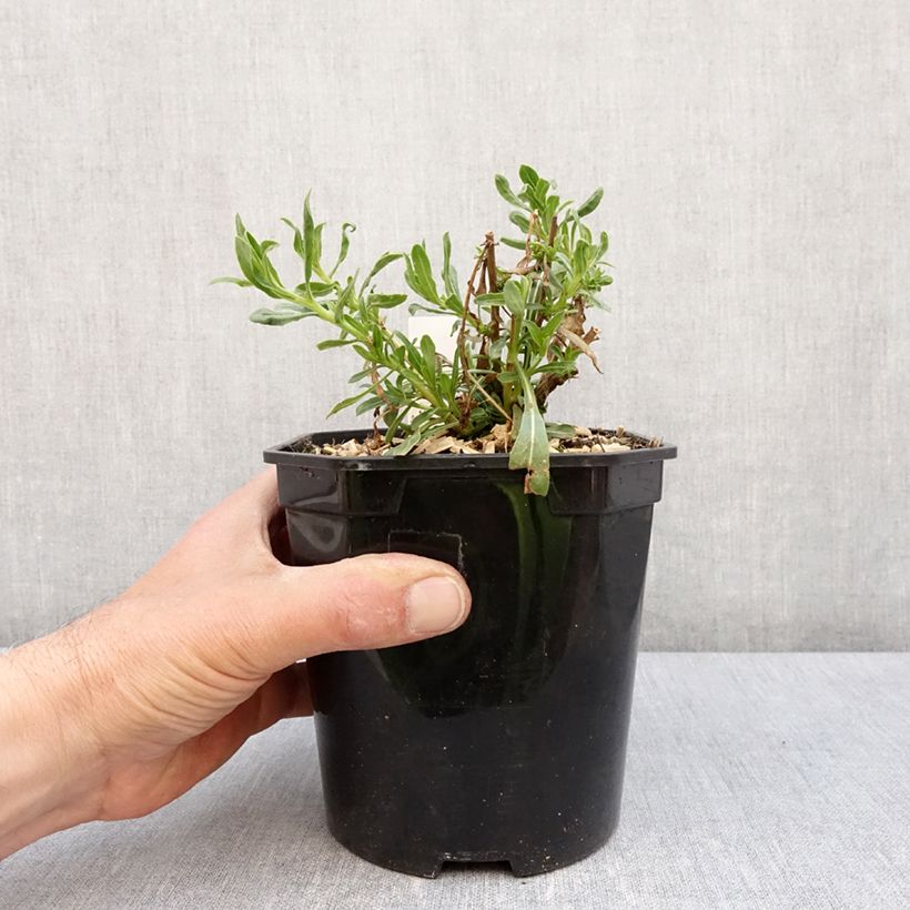 Amostra de Gaura lindheimeri Snowbird Vaso de 2 L/3 L tal como entregue na primavera