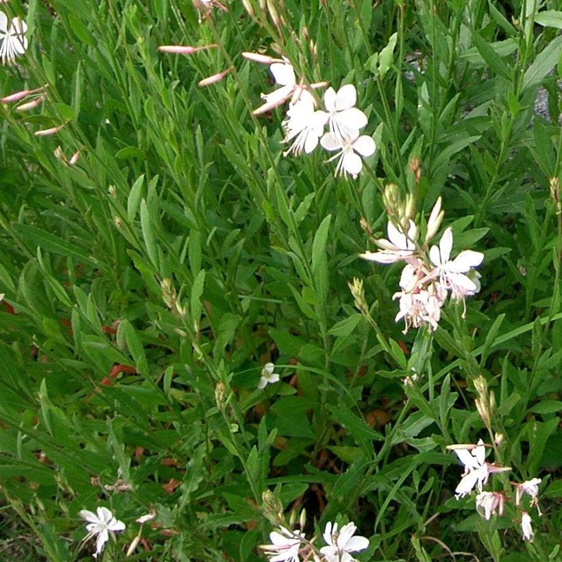 Gaura lindheimeri Summer Breeze (Folhagem)