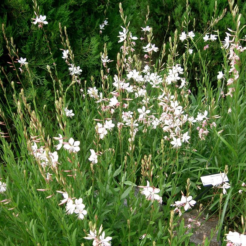 Gaura lindheimeri Summer Breeze (Hábito)