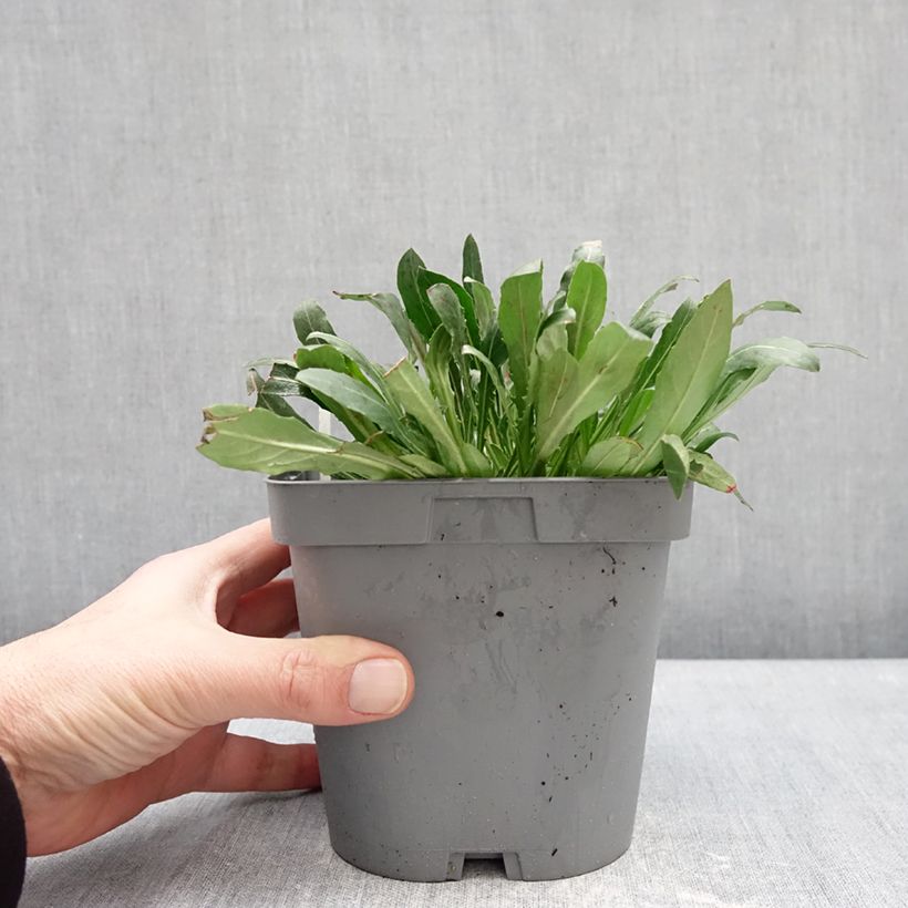 Amostra de Gaura lindheimeri Summer Breeze Vaso de 2 L/3 L tal como entregue no inverno