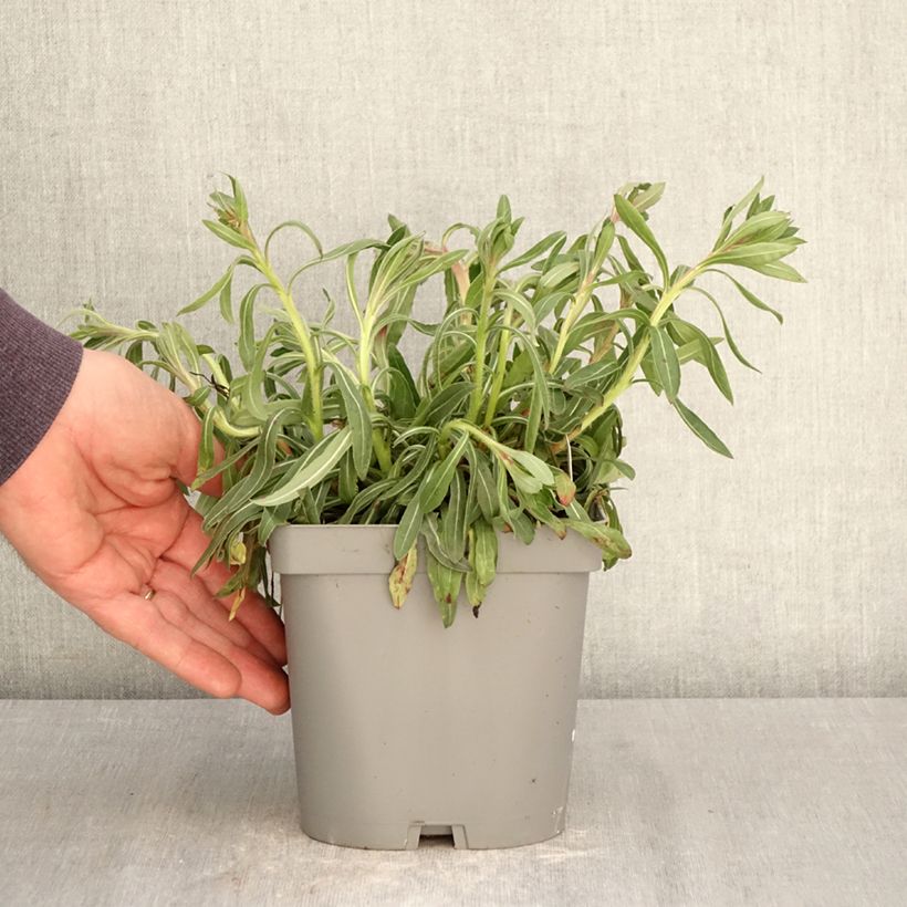 Amostra de Gaura lindheimeri Summer Breeze Vaso de 2 L/3 L tal como entregue na primavera