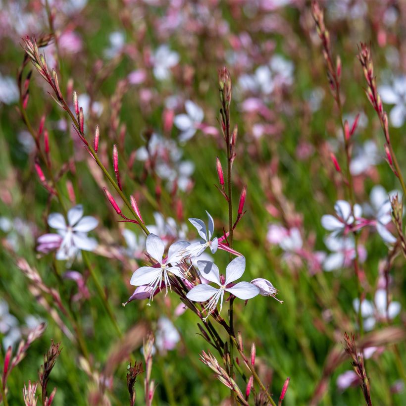 Gaura lindheimeri Whirling Butterflies (Hábito)