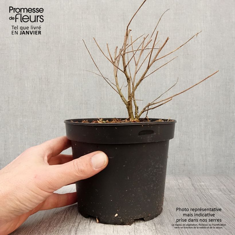 Amostra de Gaura lindheimeri Whirling Butterflies Vaso de 2 L/3 L tal como entregue no inverno