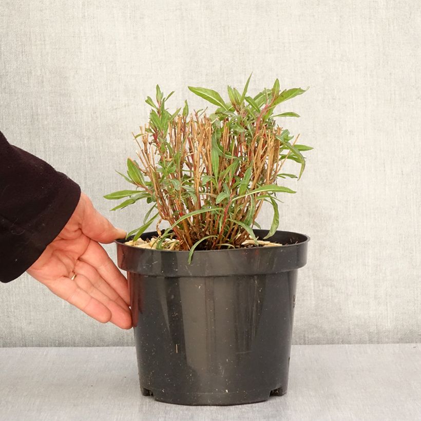 Amostra de Gaura lindheimeri Whirling Butterflies Vaso de 2 L/3 L tal como entregue na primavera