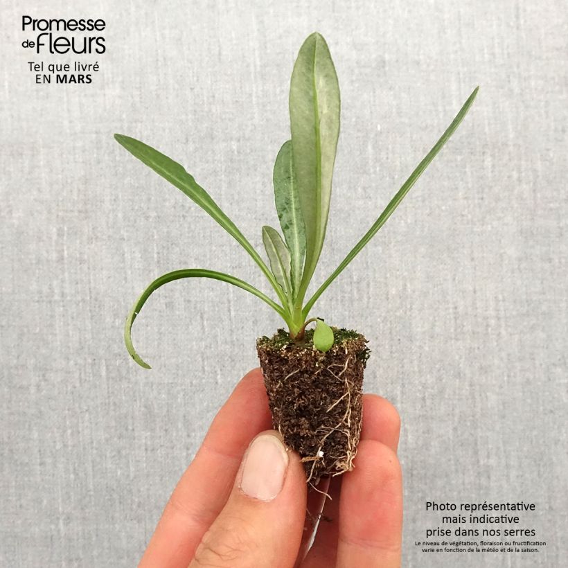 Amostra de Gazânia Big Kiss Yellow Flame Jardimotte: torrão de 3,8 cm x 3,2 cm em tabuleiro de cultivo de 16 unidades tal como entregue na primavera