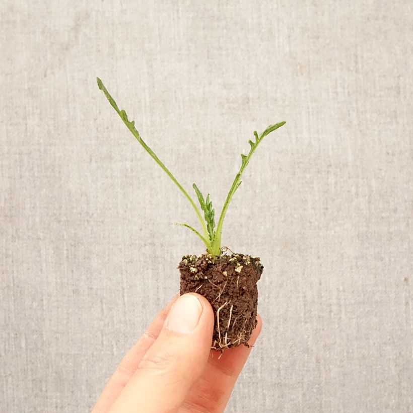 Amostra de Gazânia Big Kiss Yellow Flame Jardimotte: torrão de 3,8 cm x 3,2 cm em tabuleiro de cultivo de 16 unidades tal como entregue na primavera