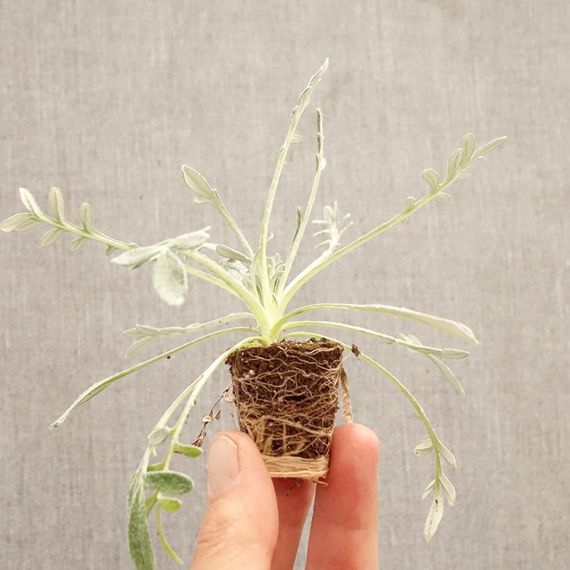 Amostra de Gazânia Laranja Mini-torrão Ø 3/4 cm tal como entregue na primavera