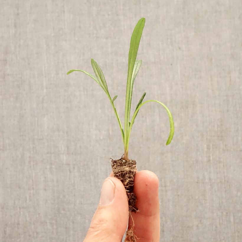Amostra de Gazânia Wonderwall mix Mini-torrão Ø 1,5/2,5 cm tal como entregue na primavera