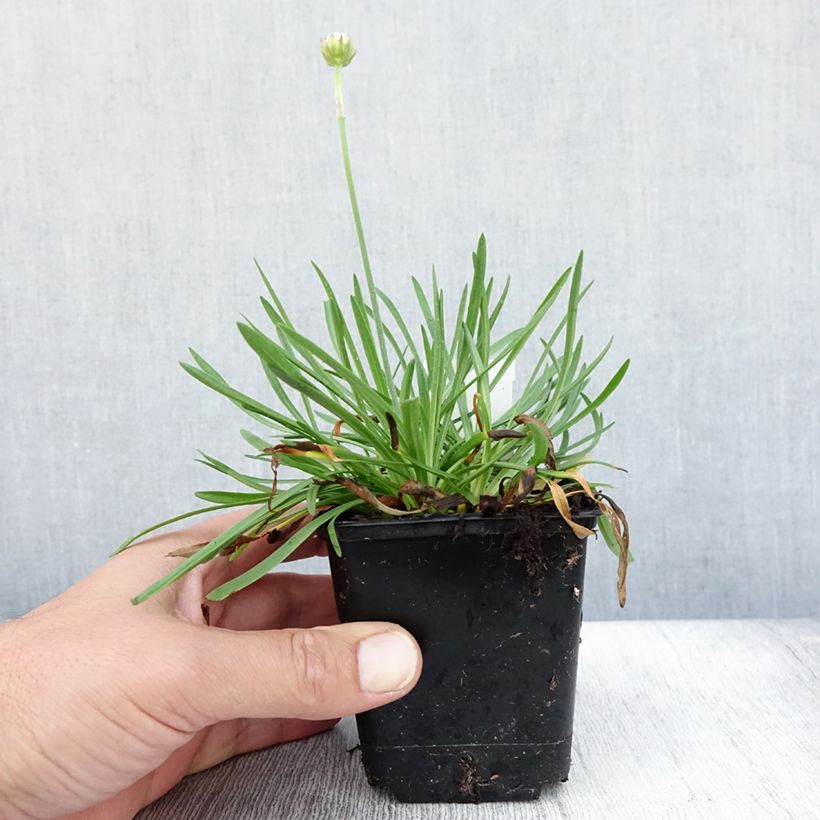 Amostra de Armeria Ornament Vaso de 8/9 cm tal como entregue no verão