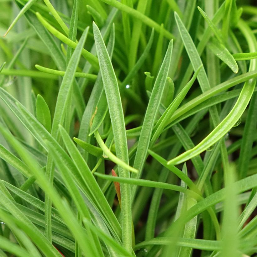 Armeria Ornament (Folhagem)