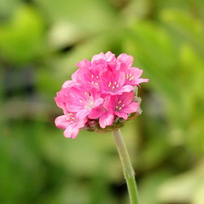 Armeria Ornament (Floração)