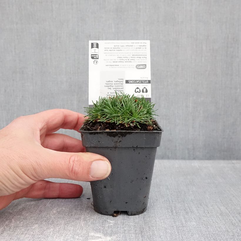 Amostra de Armeria juniperifolia Bevan's Variety Vaso de 8/9 cm tal como entregue no outono