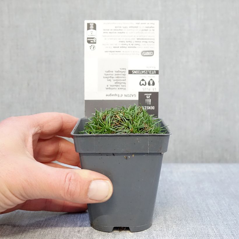 Amostra de Armeria juniperifolia Bevan's Variety Vaso de 8/9 cm tal como entregue no inverno