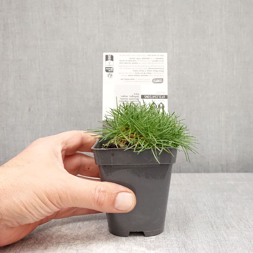Amostra de Armeria juniperifolia Bevan's Variety Vaso de 8/9 cm tal como entregue na primavera