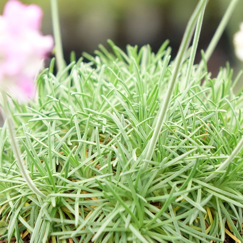 Armeria juniperifolia Bevan's Variety (Folhagem)