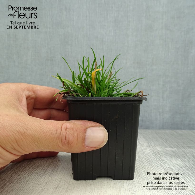 Amostra de Armeria maritima Düsseldorfer Stolz Vaso de 8/9 cm tal como entregue no outono