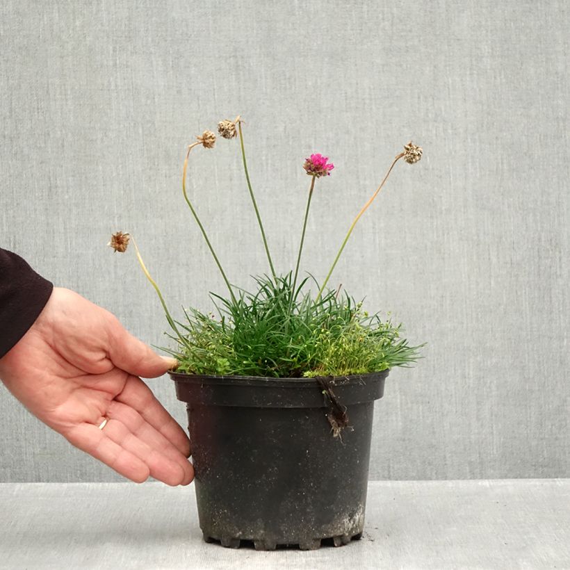 Amostra de Armeria maritima Düsseldorfer Stolz Vaso de 2 L/3 L tal como entregue no outono