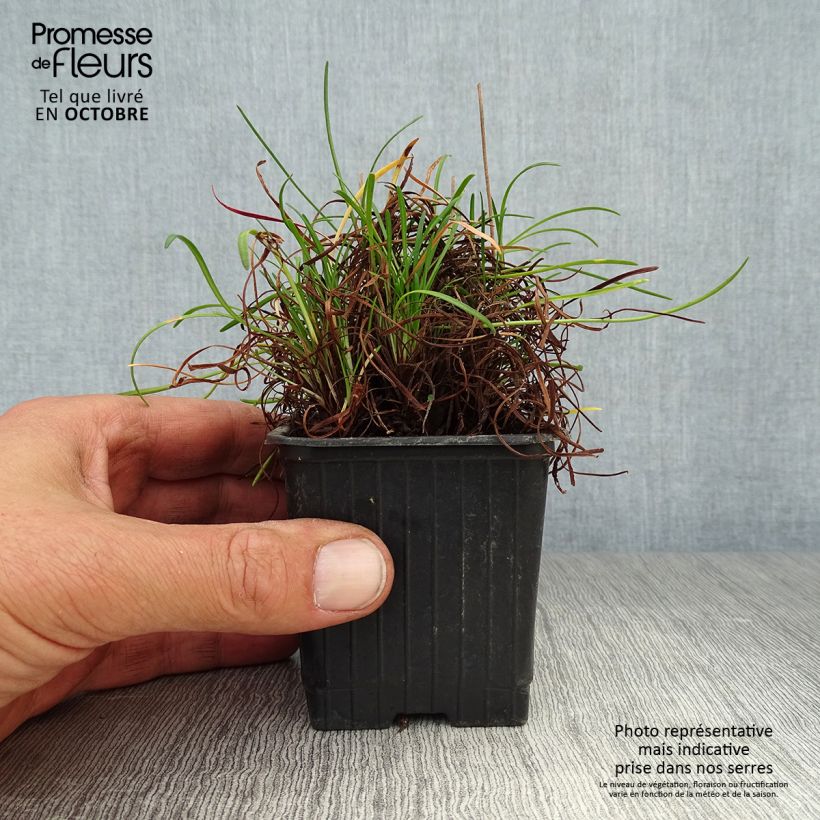 Amostra de Armeria maritima Splendens Vaso de 8/9 cm tal como entregue no outono