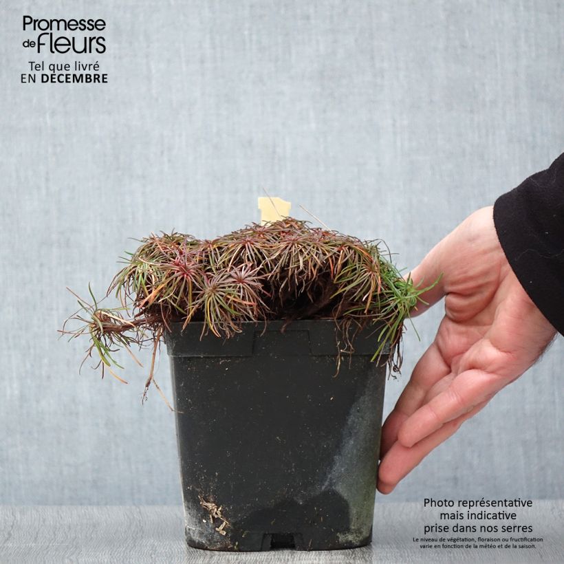 Amostra de Armeria maritima Splendens Vaso de 2 L/3 L tal como entregue no outono