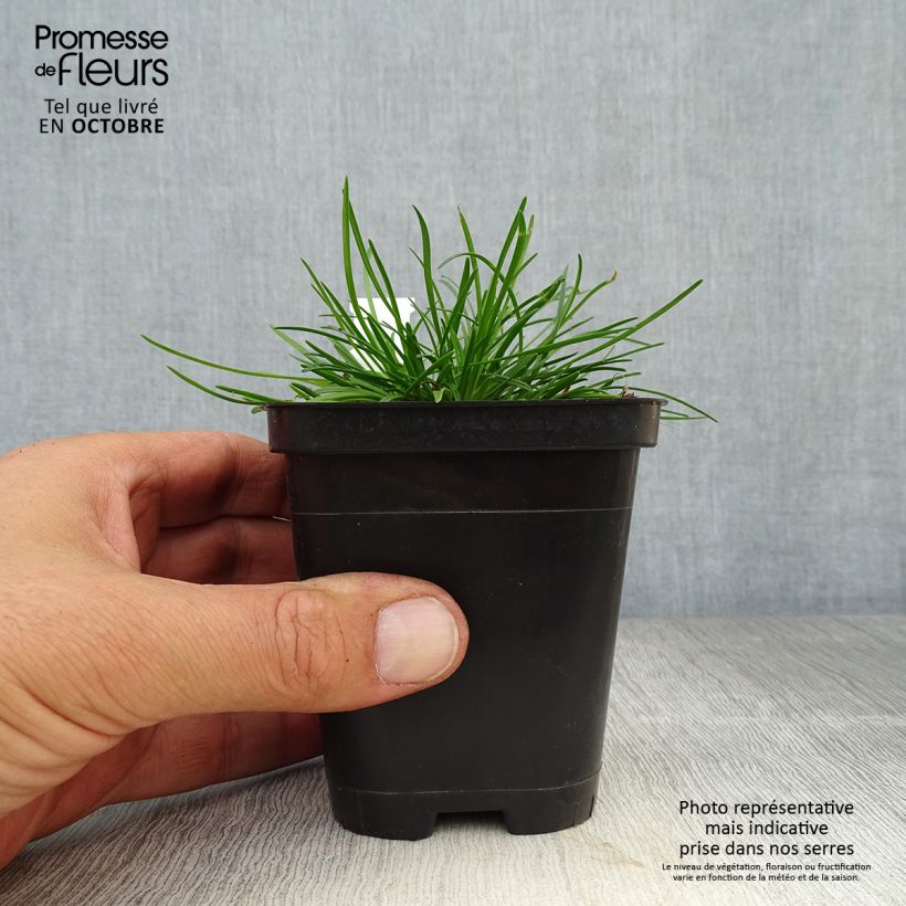 Amostra de Armeria maritima Alba Vaso de 8/9 cm tal como entregue no outono
