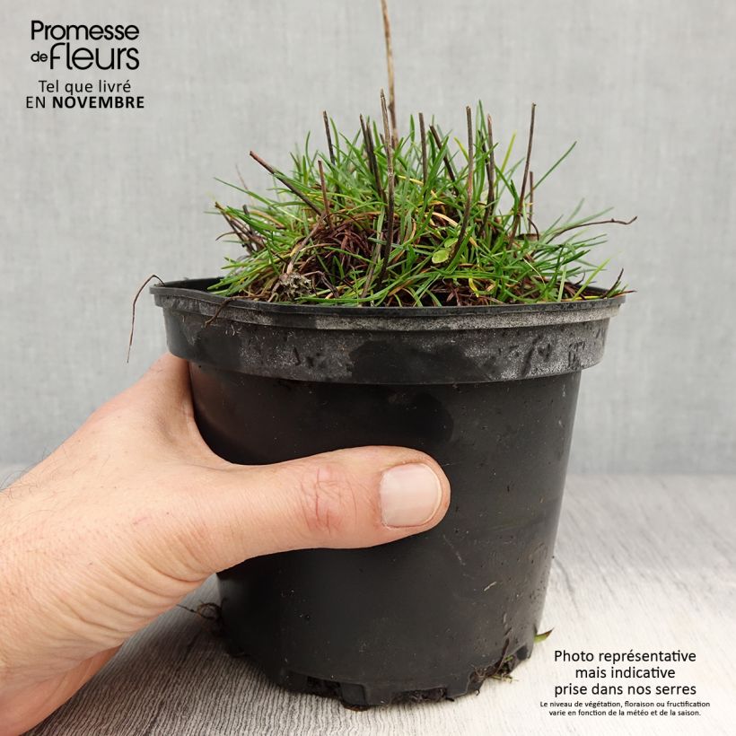Amostra de Armeria maritima Alba Vaso de 2 L/3 L tal como entregue no outono