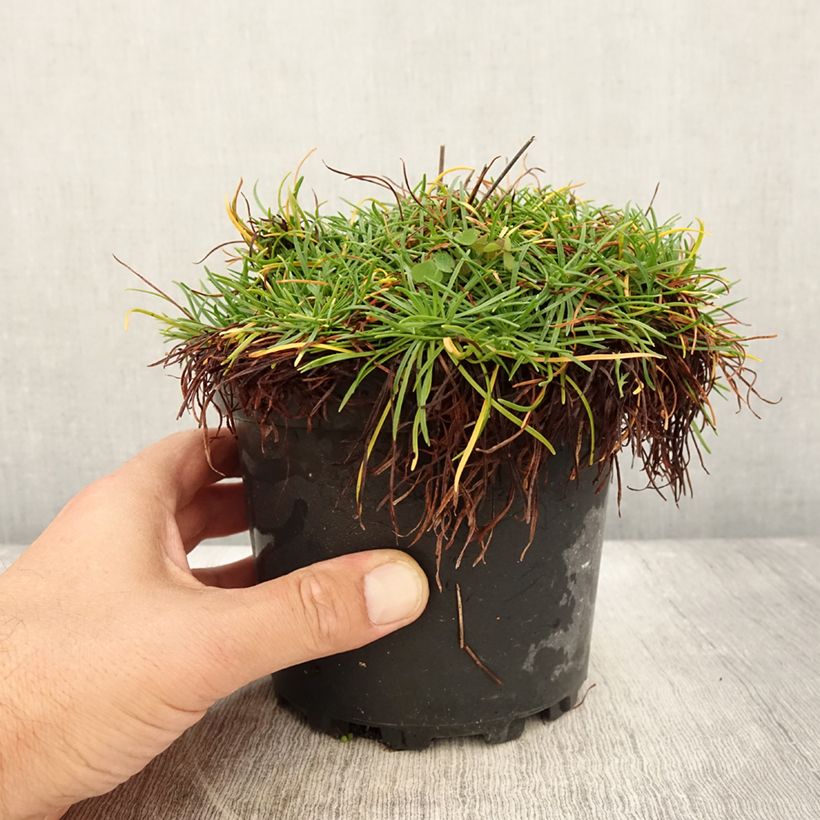 Amostra de Armeria maritima Alba Vaso de 2 L/3 L tal como entregue no verão