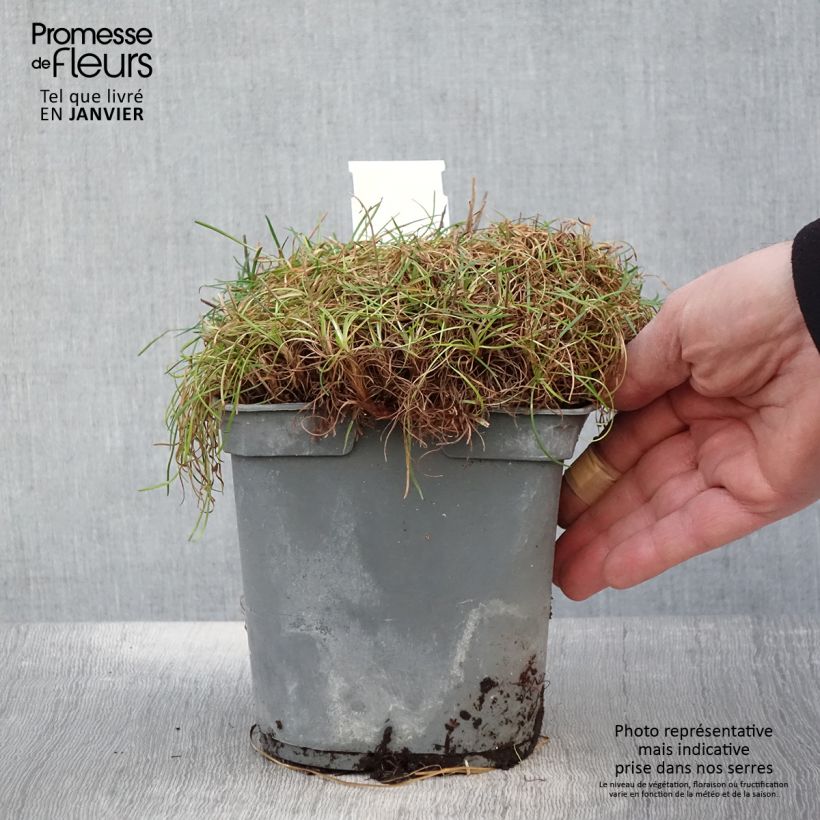 Amostra de Armeria maritima Alba Vaso de 2 L/3 L tal como entregue no inverno