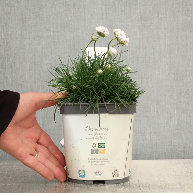 Amostra de Armeria maritima Alba Vaso de 2 L/3 L tal como entregue na primavera