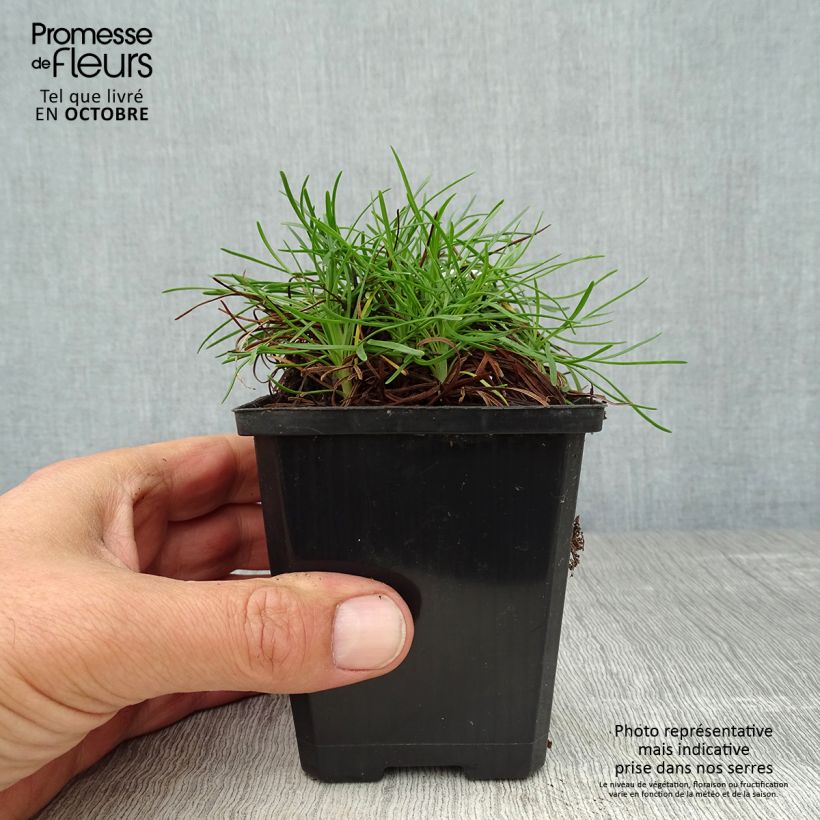 Amostra de Armeria maritima Vesuvius Vaso de 8/9 cm tal como entregue no outono