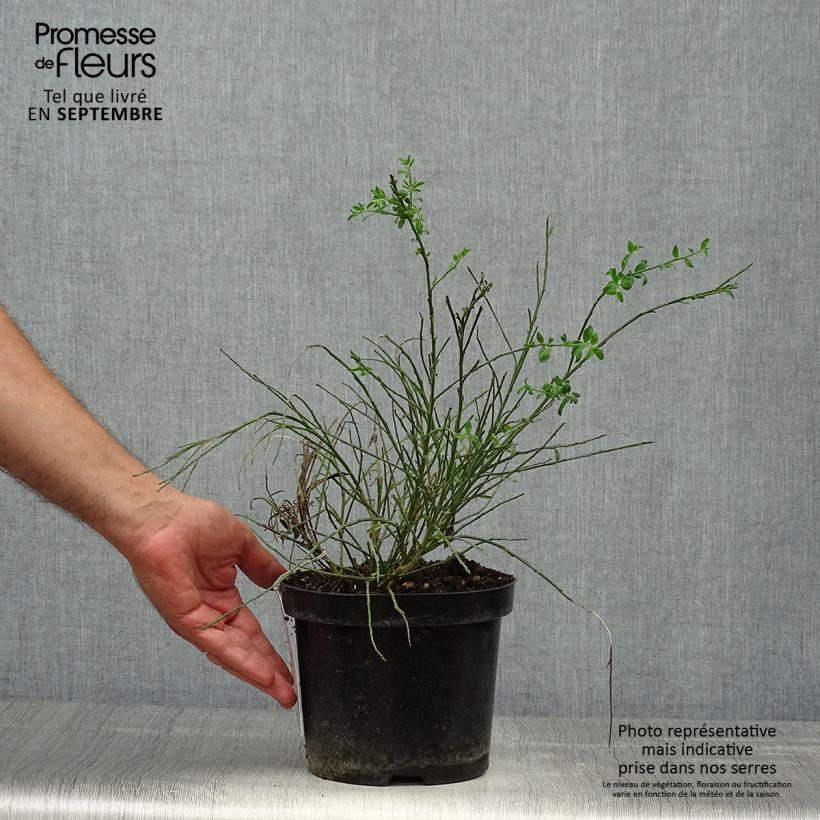Amostra de Cytisus scoparius Burkwoodii Vaso de 2 L/3 L tal como entregue no outono