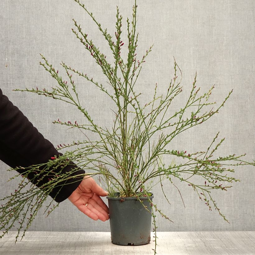 Amostra de Cytisus scoparius Burkwoodii Vaso de 2 L/3 L tal como entregue na primavera