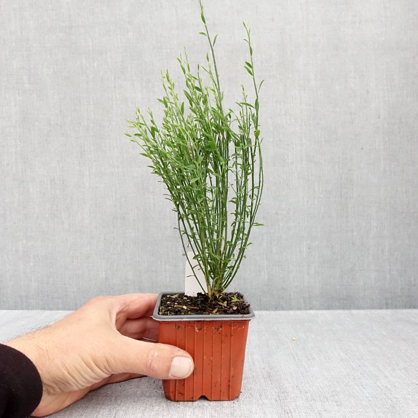 Amostra de Cytisus scoparius Goldfinch Vaso de 8/9 cm tal como entregue no outono