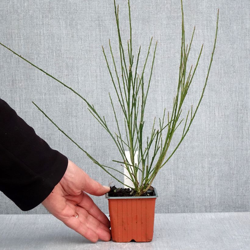 Amostra de Cytisus scoparius Goldfinch Vaso de 8/9 cm tal como entregue na primavera