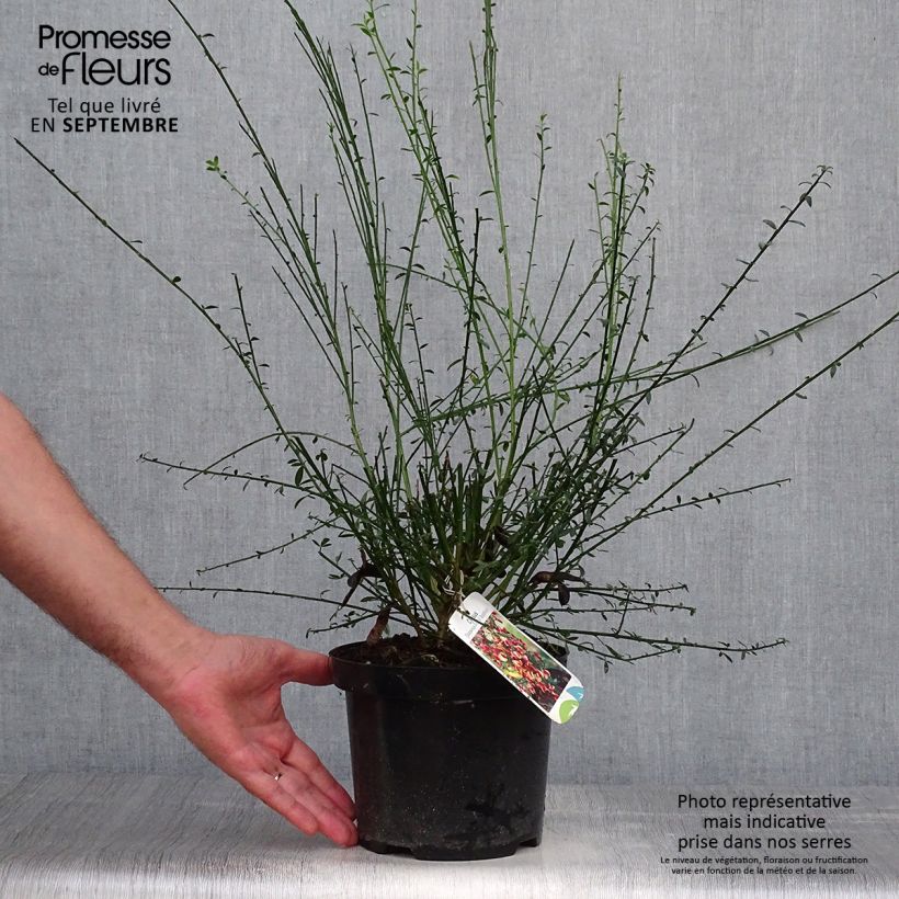 Amostra de Cytisus scoparius Goldfinch Vaso de 2 L/3 L tal como entregue no outono