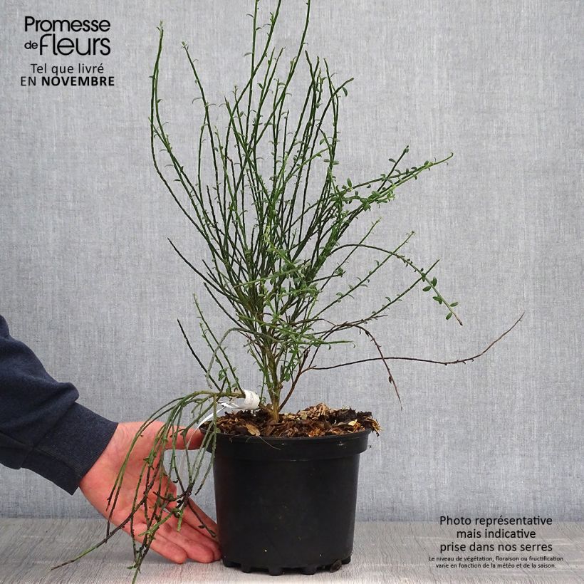 Amostra de Cytisus scoparius La Coquette Vaso de 2 L/3 L tal como entregue no outono