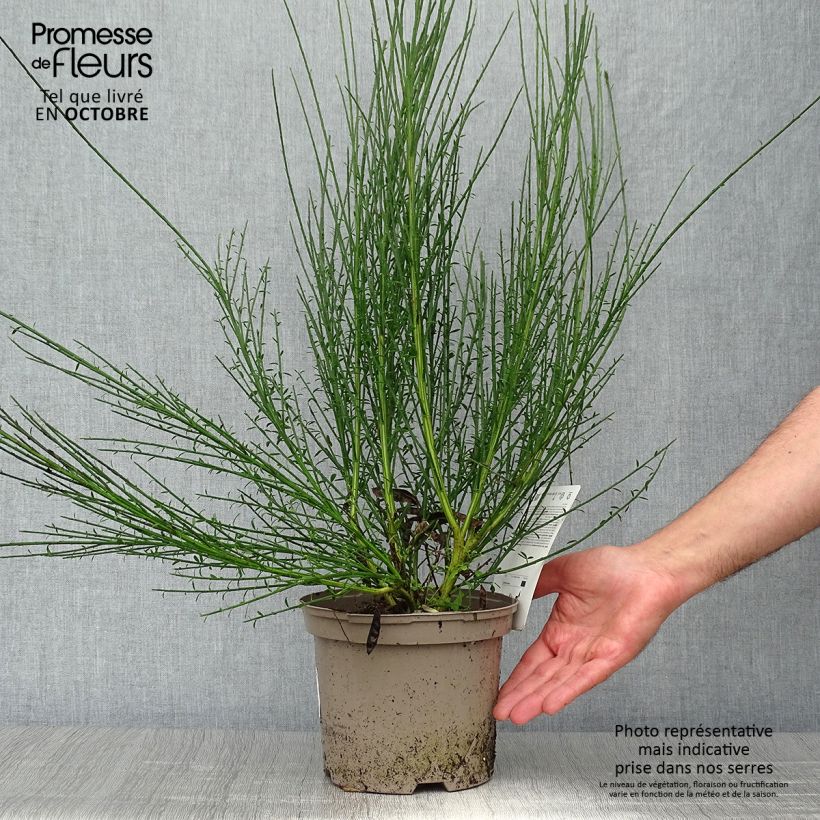 Amostra de Cytisus scoparius Lena Vaso de 2 L/3 L tal como entregue no outono