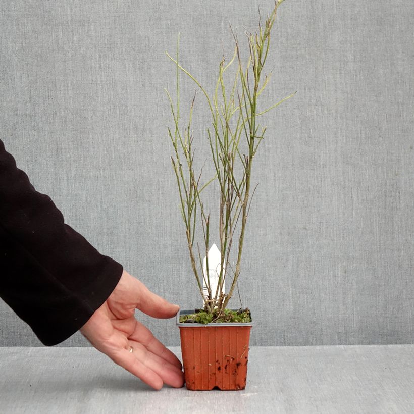 Amostra de Cytisus scoparius Luna Vaso de 8/9 cm tal como entregue no outono