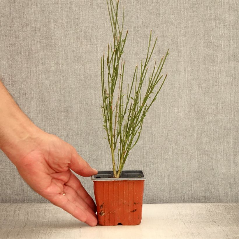 Amostra de Cytisus scoparius Luna Vaso de 8/9 cm tal como entregue no verão