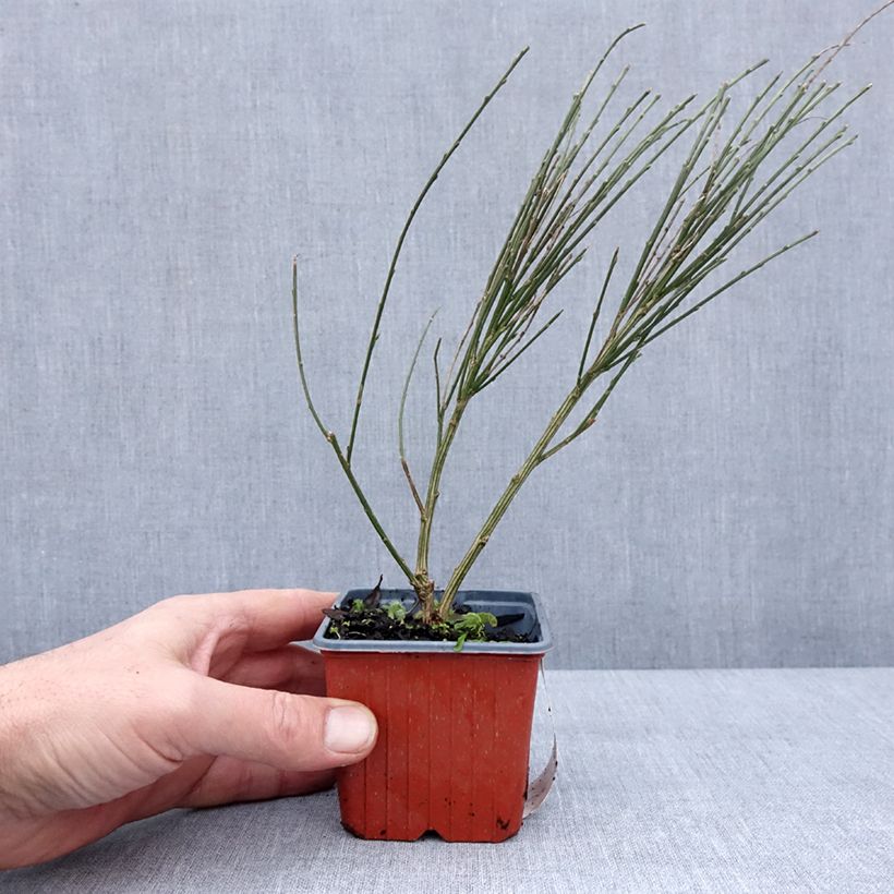 Amostra de Cytisus scoparius Luna Vaso de 8/9 cm tal como entregue no inverno