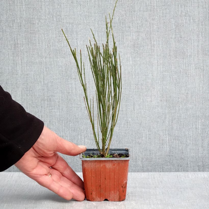 Amostra de Cytisus scoparius Luna Vaso de 8/9 cm tal como entregue na primavera