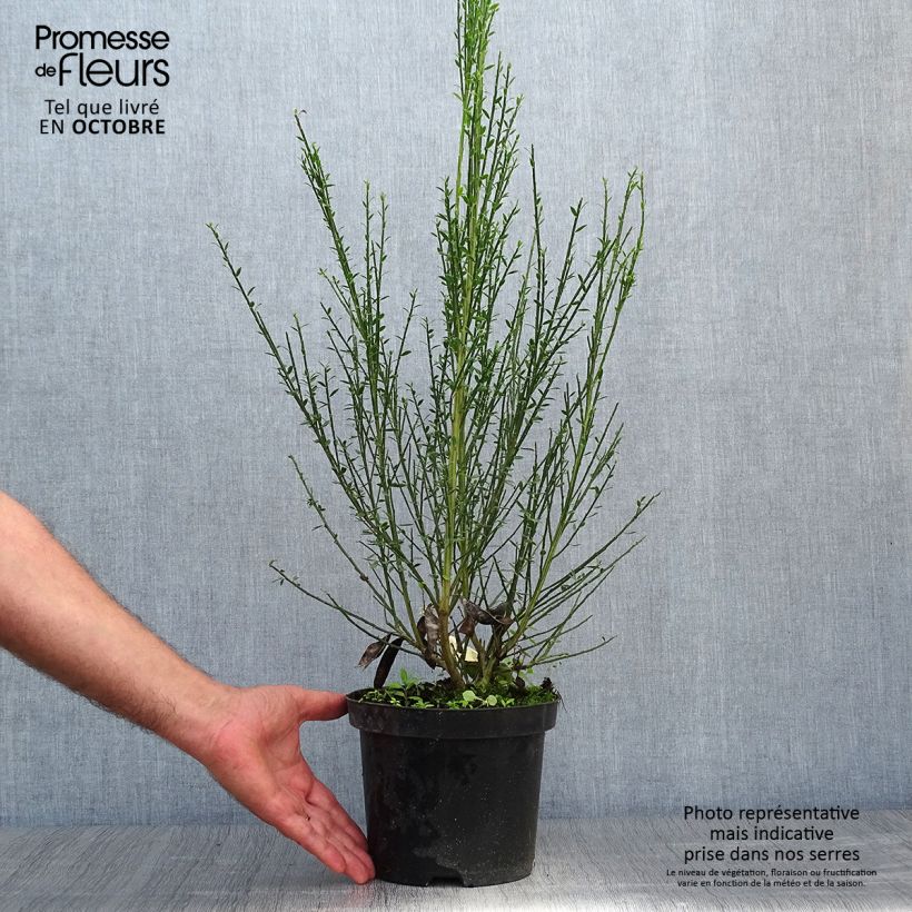 Amostra de Cytisus scoparius Luna Vaso de 2 L/3 L tal como entregue no outono